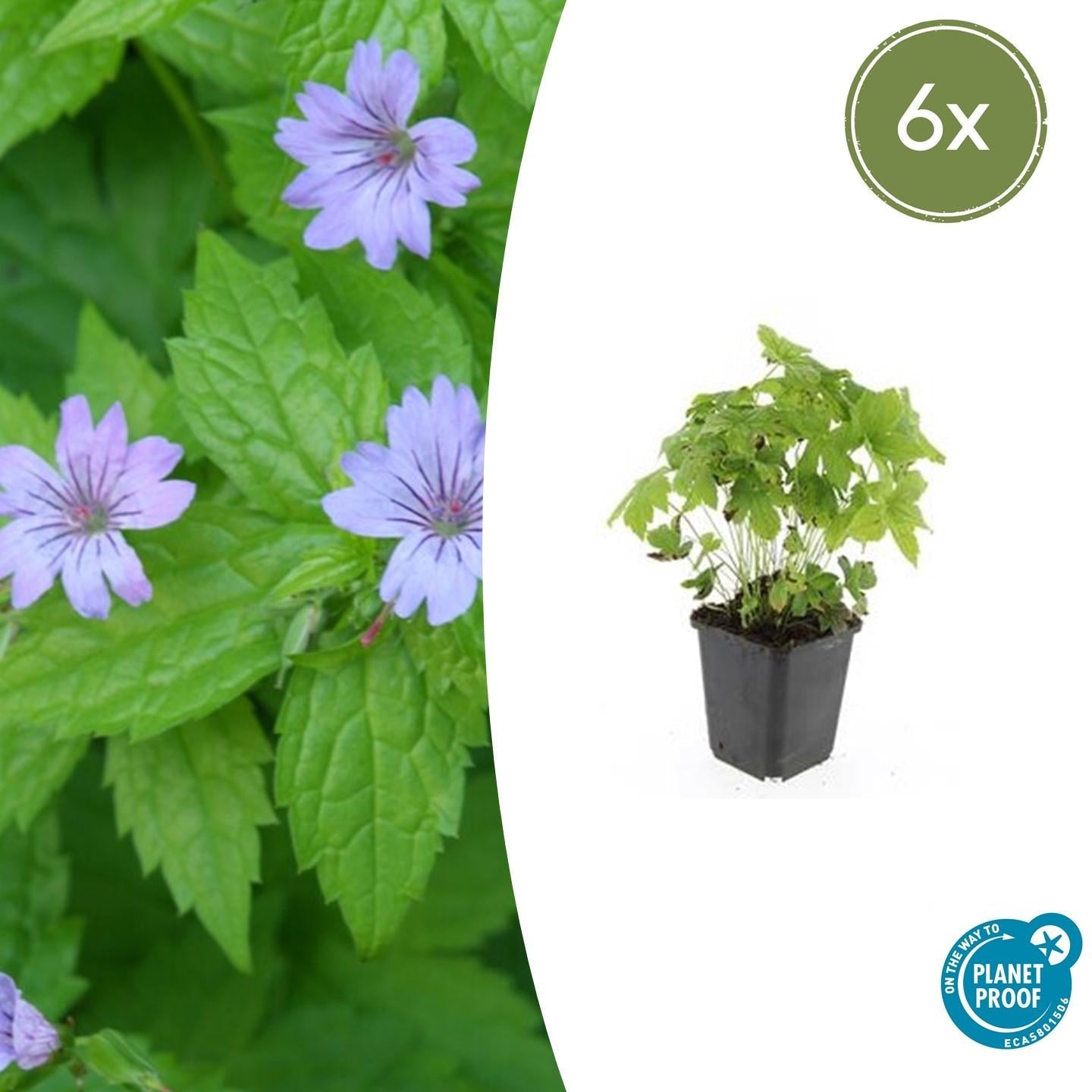 Knotiger Storchschnabel Geranium nodosum – ↕10-25cm – Ø9cm – Winterharte Staude & Bodendecker – Tiefpurpurne Blüten – Plant