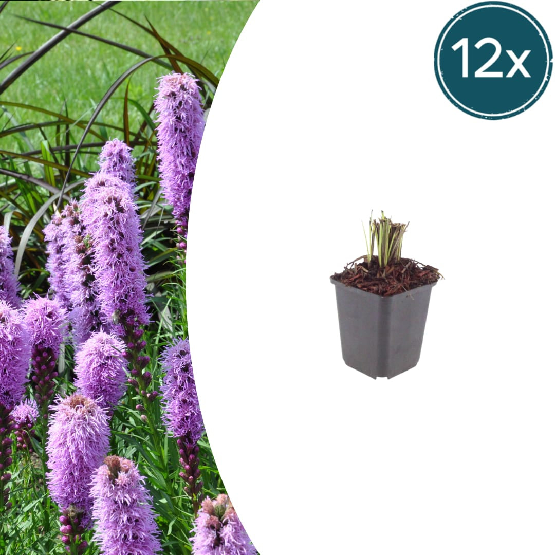 Liatris spicata – Ø9cm – Höhe 10-25cm – Winterharte Staude – Violettrosa Blütenähren – Bienen