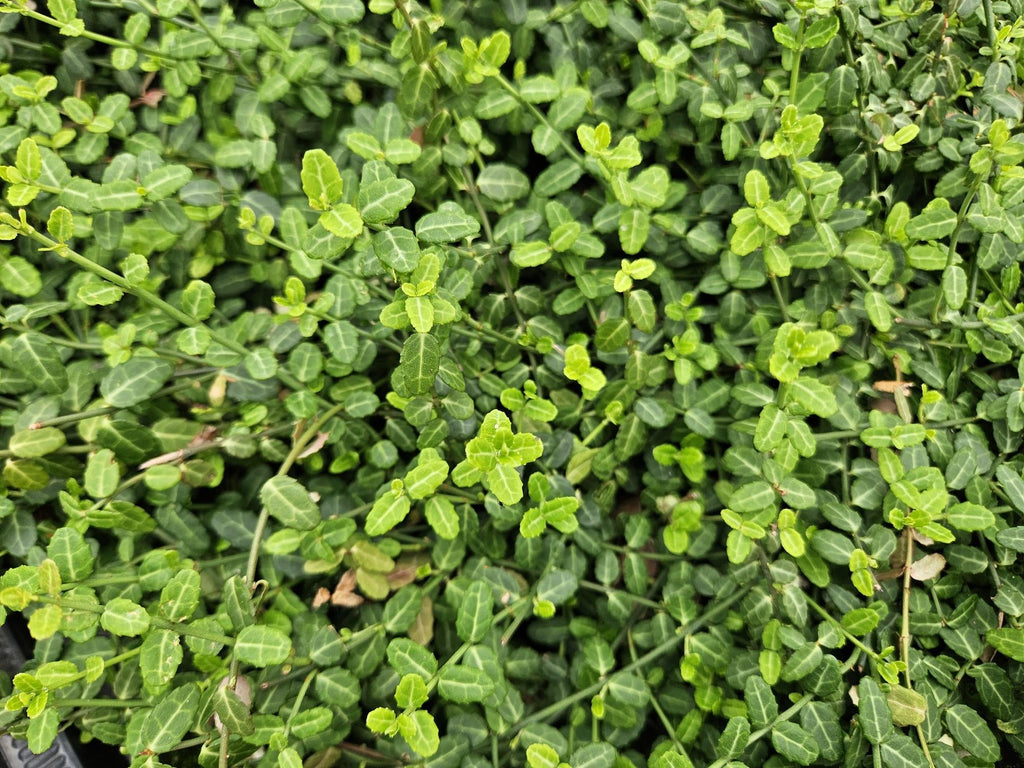 Kleinblättrige Teppichspindel – Euonymus fortunei 'Minimus' – ↕10-25cm – Ø9cm – Winterhart & Pflegeleicht – Herbstfärbung – Plant