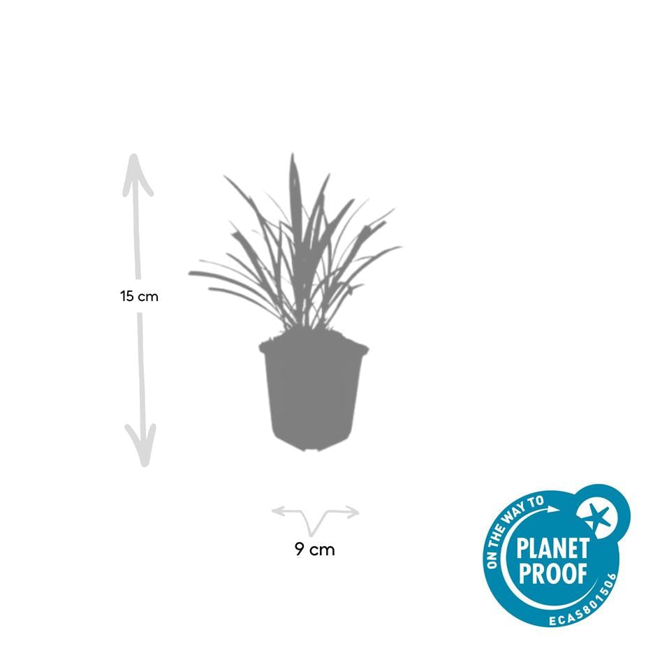 Lilientraube Liriope muscari 'Ingwersen' – ↕10-25cm – Ø9cm –, Immergrün, Violette Blüten, Winterhart, Pflegeleicht – Plant