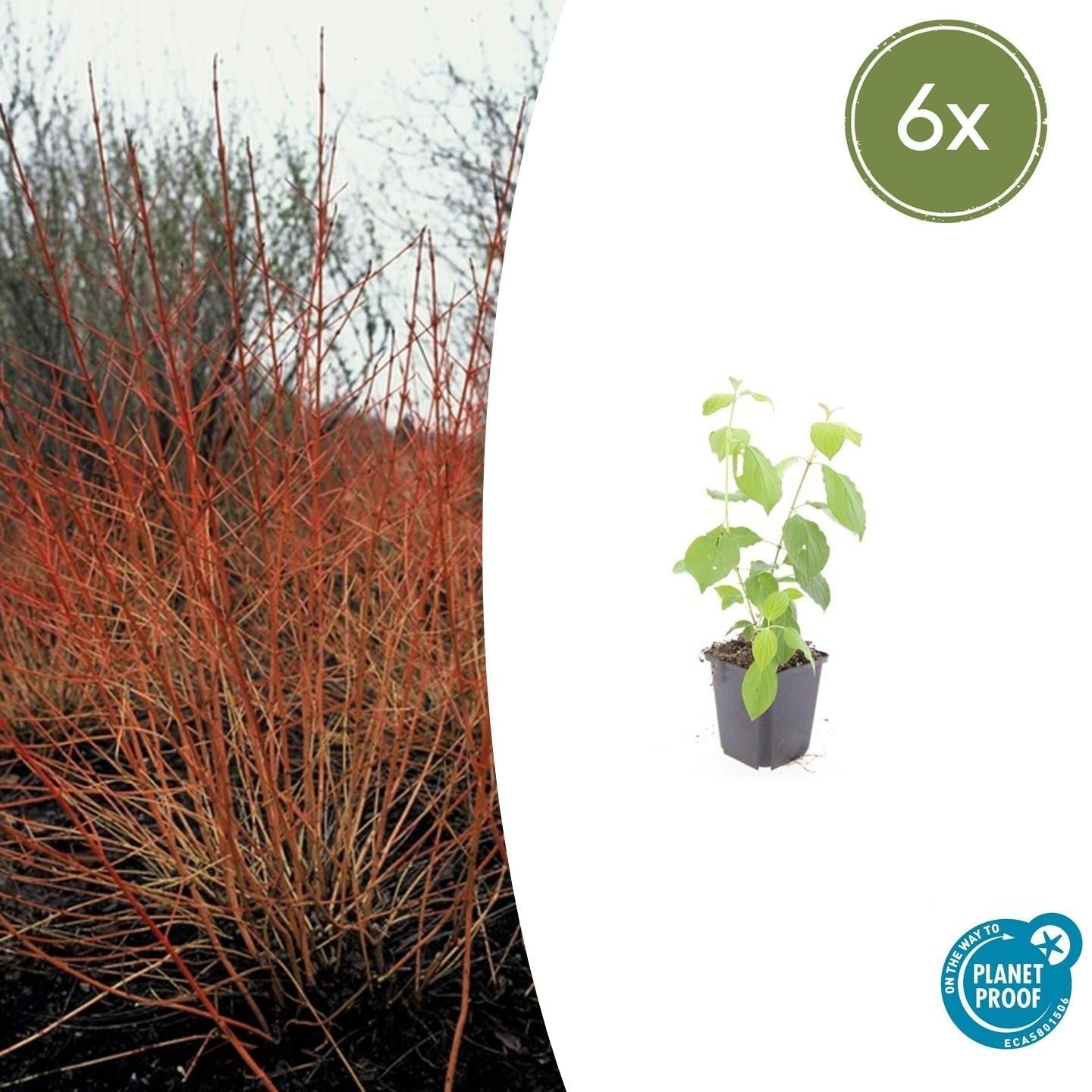 Roter Hartriegel – Cornus sanguinea 'Midwinter Fire' – ↑10-25cm – Ø9cm – Winterharter Zierstrauch, Leuchtende Zweige, Pflegeleicht – Plant