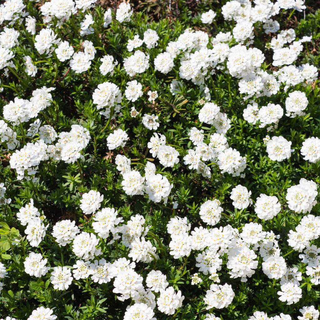 Iberis sempervirens Schneeflocke – Ø9cm – Höhe 10-25cm – Winterharte Bodendecker Staude – Weiße Frühlingsblüte – Immergrün für Beet & Steingarten