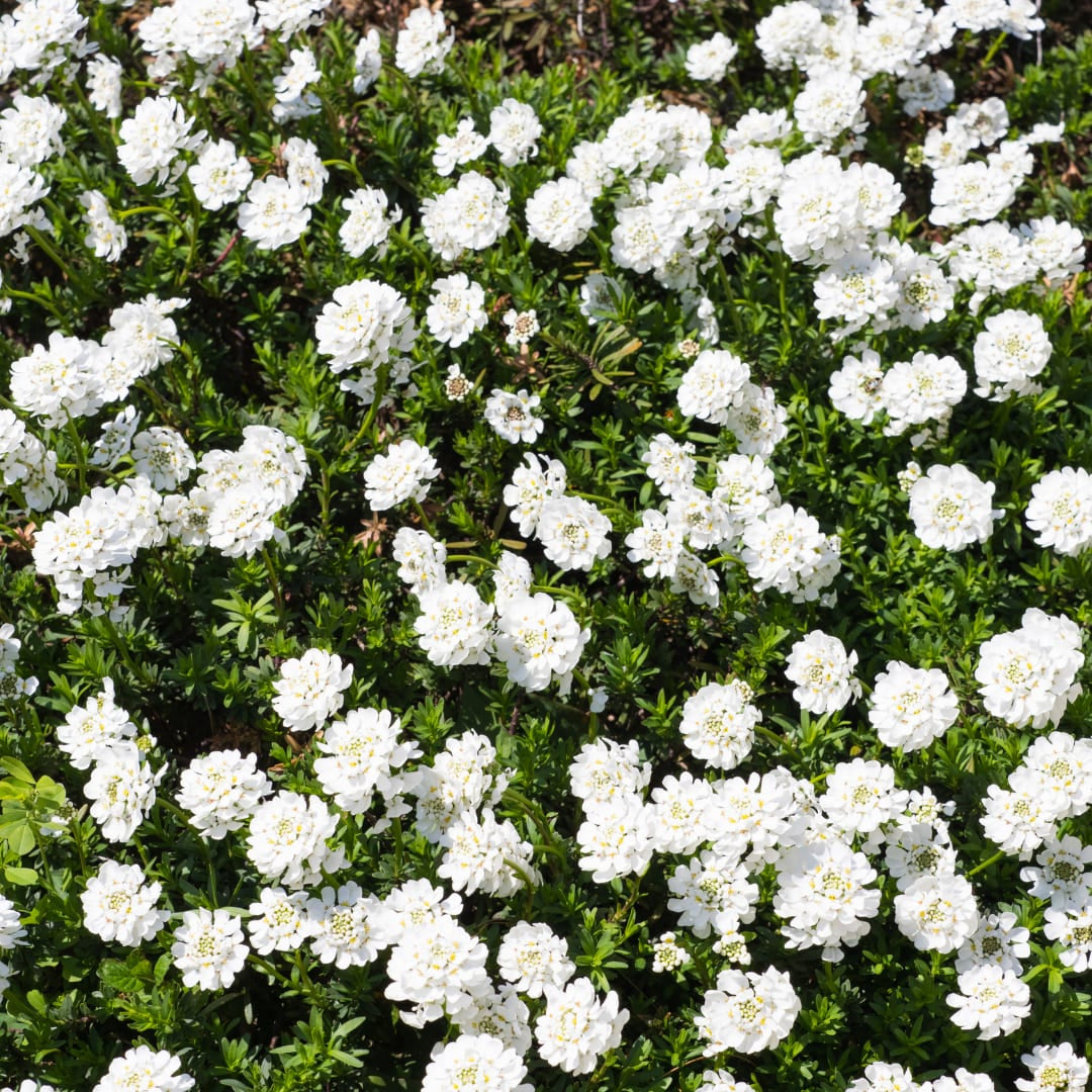 Iberis sempervirens Schneeflocke – Ø9cm – Höhe 10-25cm – Winterharte Bodendecker Staude – Weiße Frühlingsblüte – Immergrün für Beet & Steingarten