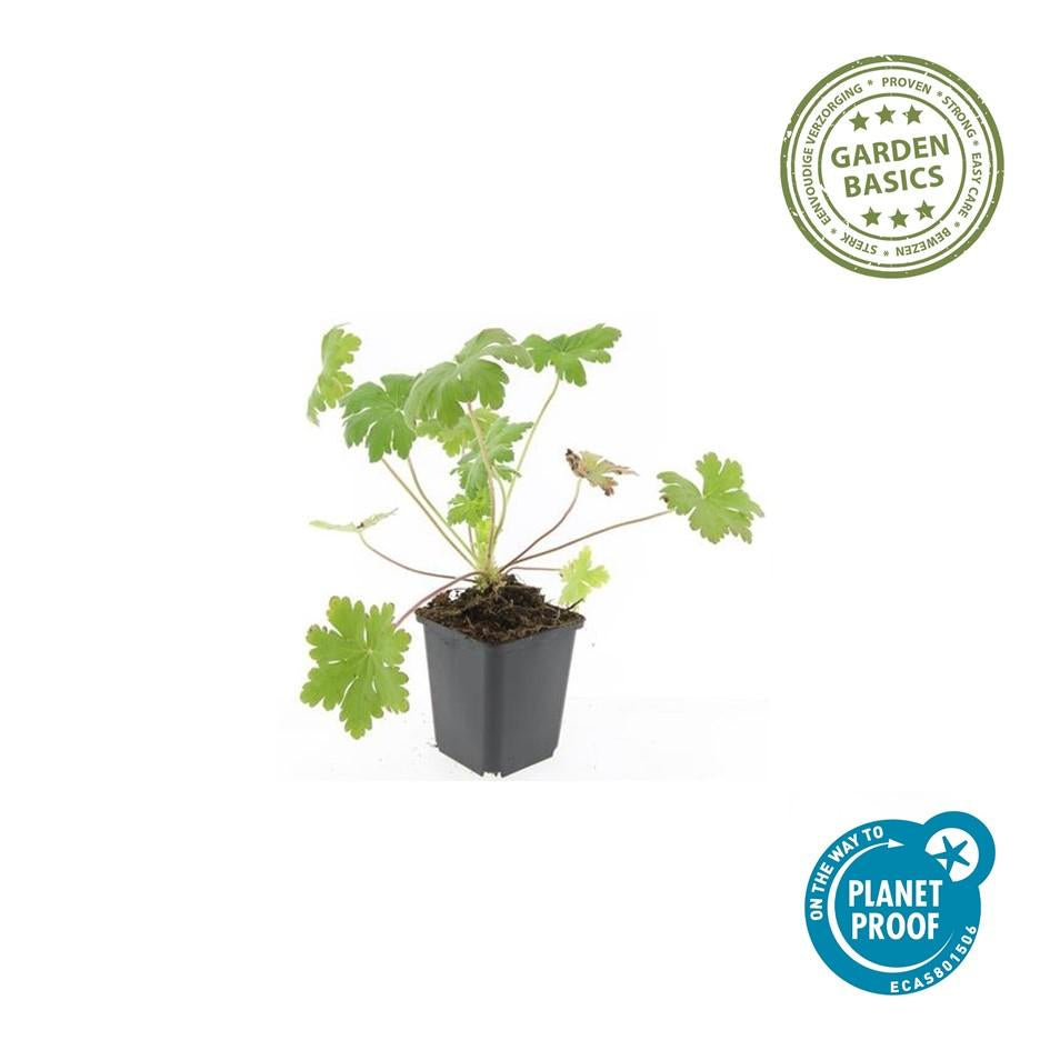 Balkan – Storchschnabel Geranium macr. 'Ingwersen's Var.' – ↕10-25cm – Ø9cm – mit zartrosafarbenen Blüten – Plant