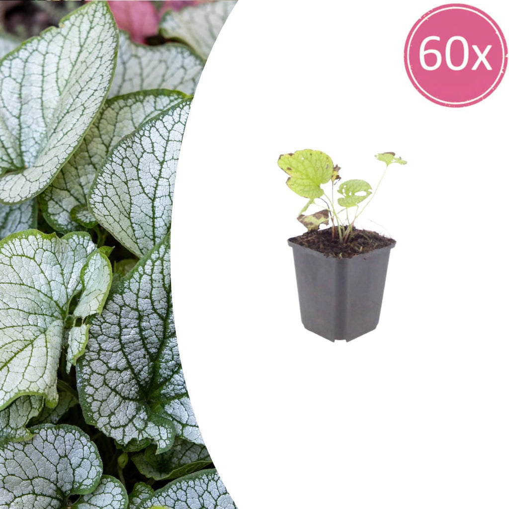 Brunnera macrophylla Jack Frost – Kaukasusvergissmeinnicht – 10-25cm – Ø9cm – Winterharte Schattenstaude mit silbernem Zierlaub