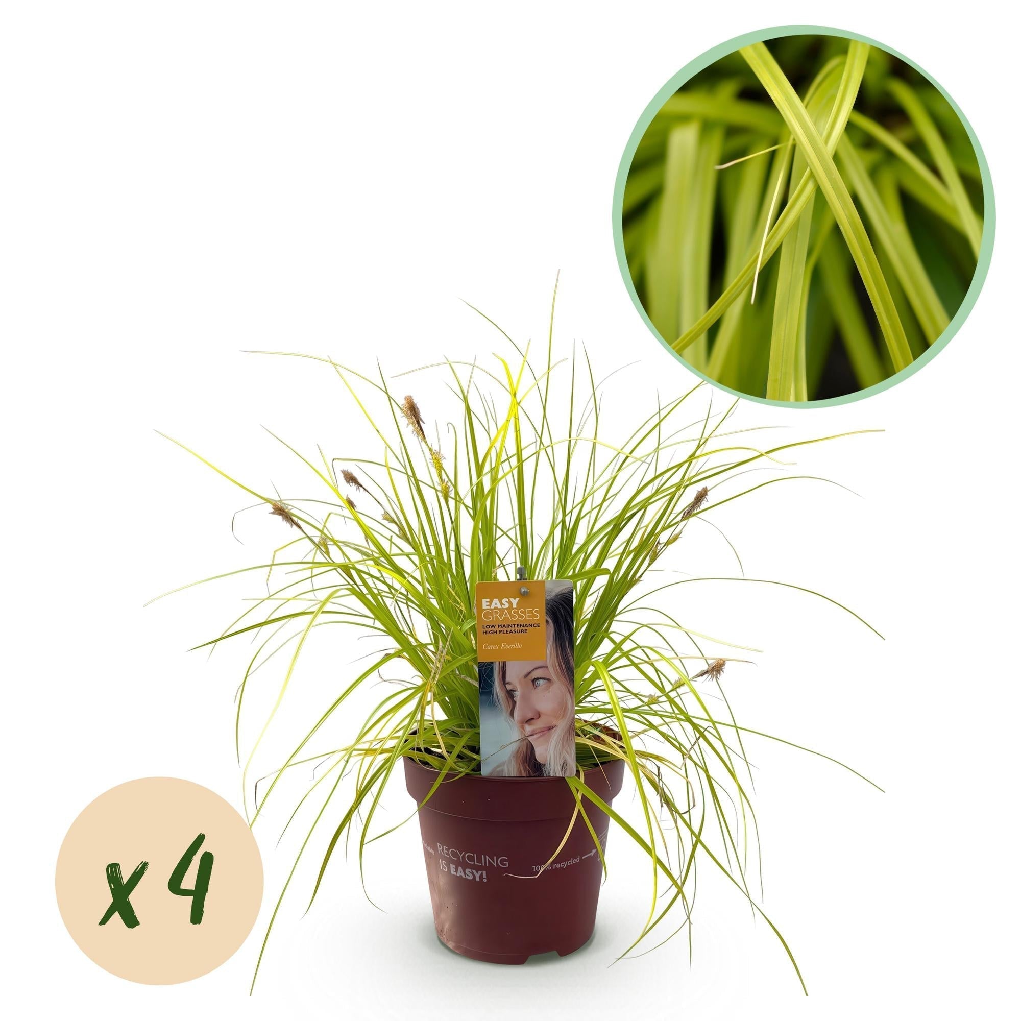 Japansegge Carex oshimensis Everillo – Ø17cm – Immergrün – Pflegeleicht – Leuchtend gelbe Blätter – Ziergras Höhe ca. 50cm – Plant