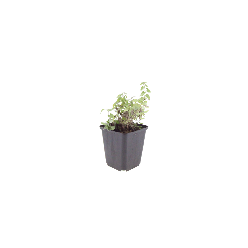 Nepeta faassenii Katzenminze – Ø9cm – Höhe 10-25cm – Lavendelblaue Blüten – Winterharte Staude – Für Beet, Rabatte & Bienenweide