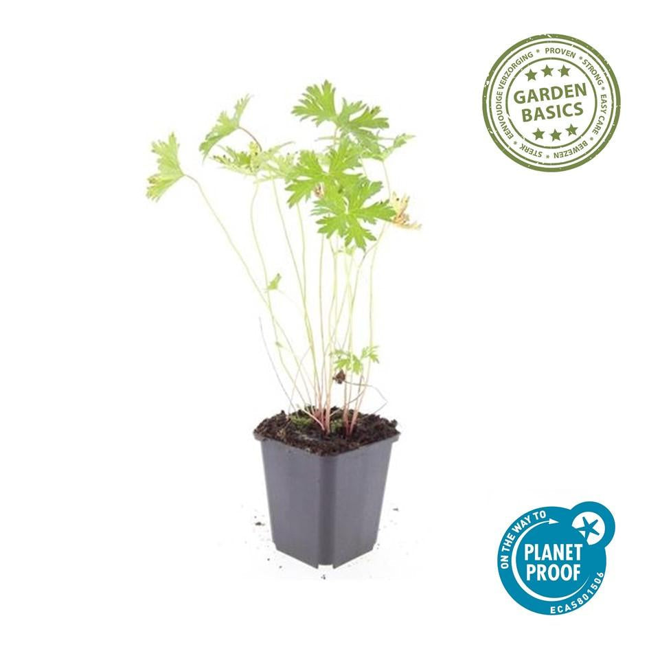 Storchschnabel Geranium 'Johnson's Blue' – ↕10-25cm – Ø9cm – Winterharte Staude & Bodendecker – Leuchtend blaue Blüten – Plant