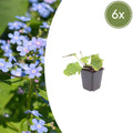 Kaukasisches Vergissmeinnicht Brunnera macrophylla – 10-25cm – Ø9cm – Winterharte Schattenstaude mit blauen Blüten – Bodendecker für Garten & Gehölzrand