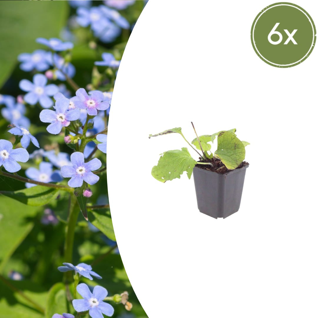 Kaukasisches Vergissmeinnicht Brunnera macrophylla – 10-25cm – Ø9cm – Winterharte Schattenstaude mit blauen Blüten – Bodendecker für Garten & Gehölzrand