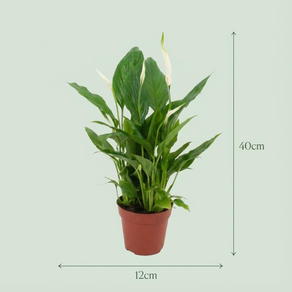 Spathiphyllum Einblatt – Ø12cm – Höhe 35-40cm – Luftreinigende Zimmerpflanze – Weiße Blüten – Ideal für Wohnraum & Büro