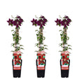 Waldrebe – Clematis Niobe – Winterharte Kletterpflanze mit roten Blüten – Ø15cm Topf – Ca. 65cm hoch – Blüte Mai bis September – Plant