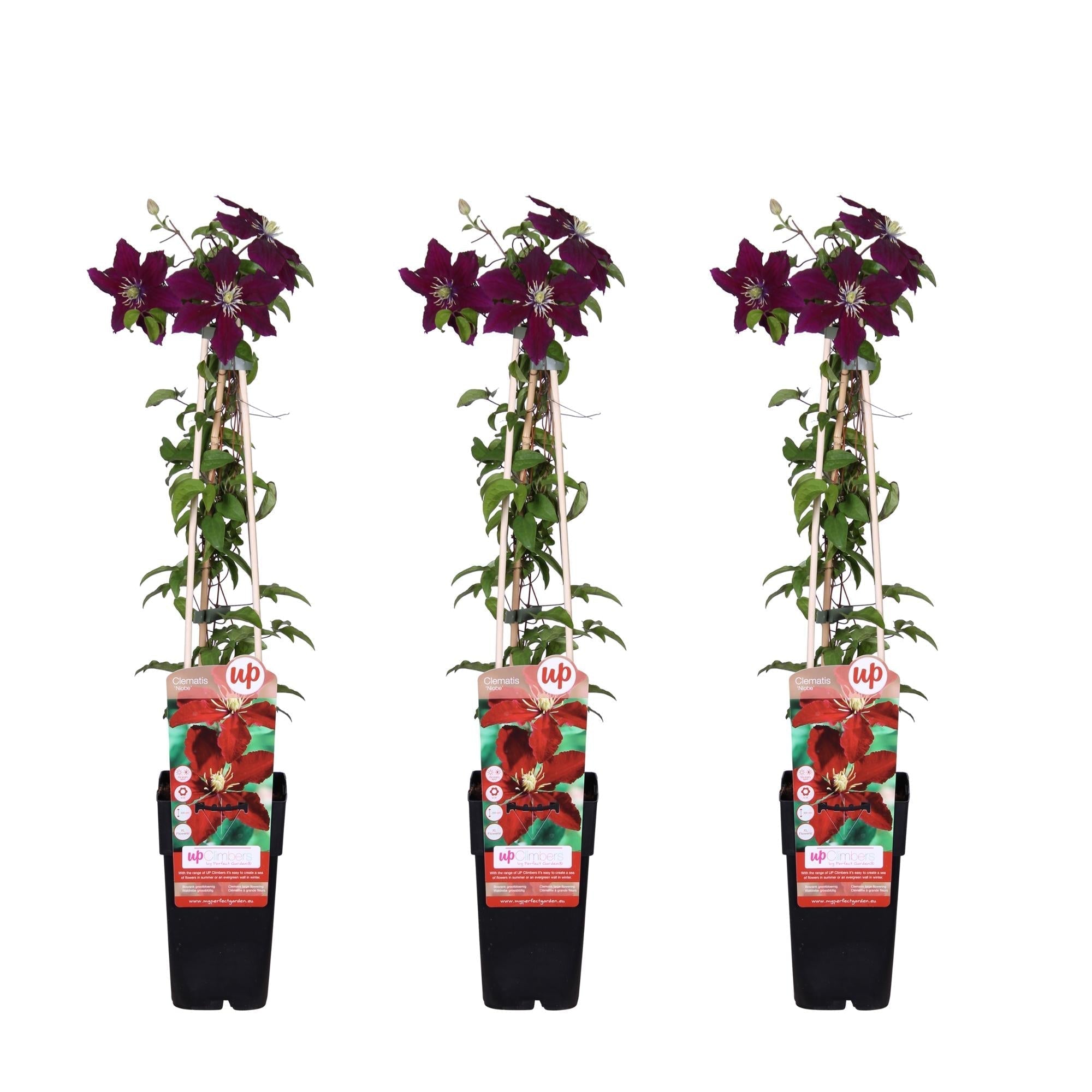 Waldrebe – Clematis Niobe – Winterharte Kletterpflanze mit roten Blüten – Ø15cm Topf – Ca. 65cm hoch – Blüte Mai bis September – Plant