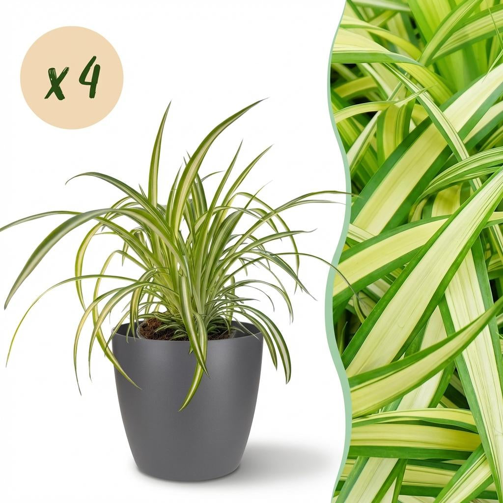 Chlorophytum comosum Variegatum Pflanzen Mit Grauem Topf Ø12cm Höhe ca.20cm Bunte Graslilie Haustierfreundlich Luftreinigend Für Zimmer