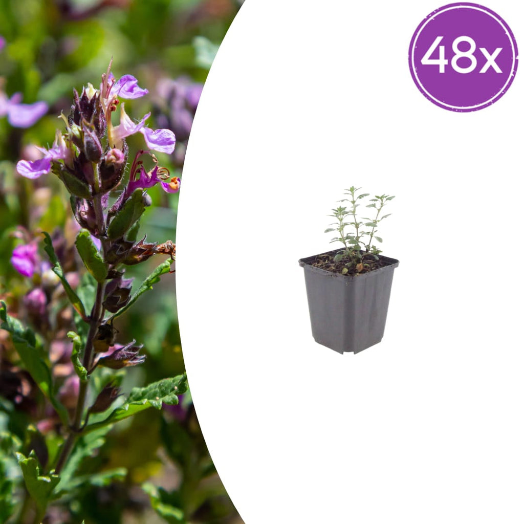 Teucrium lucidrys – Ø9cm – Höhe 10-25cm – Immergrüner Halbstrauch – Schnittverträglich – Für Hecke, Steingarten & moderne Gartenanlagen