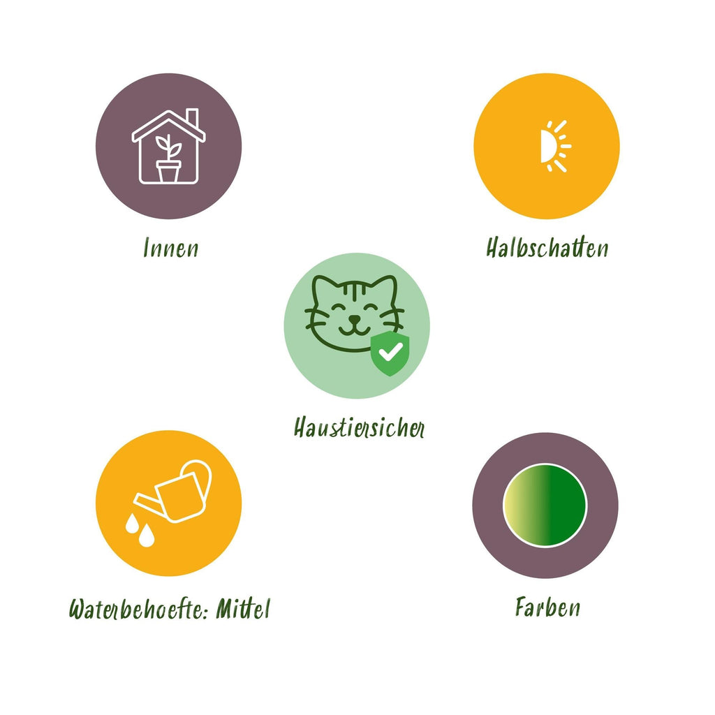 Chlorophytum comosum Variegatum Zimmerpflanzen inkl. Naturkorb
