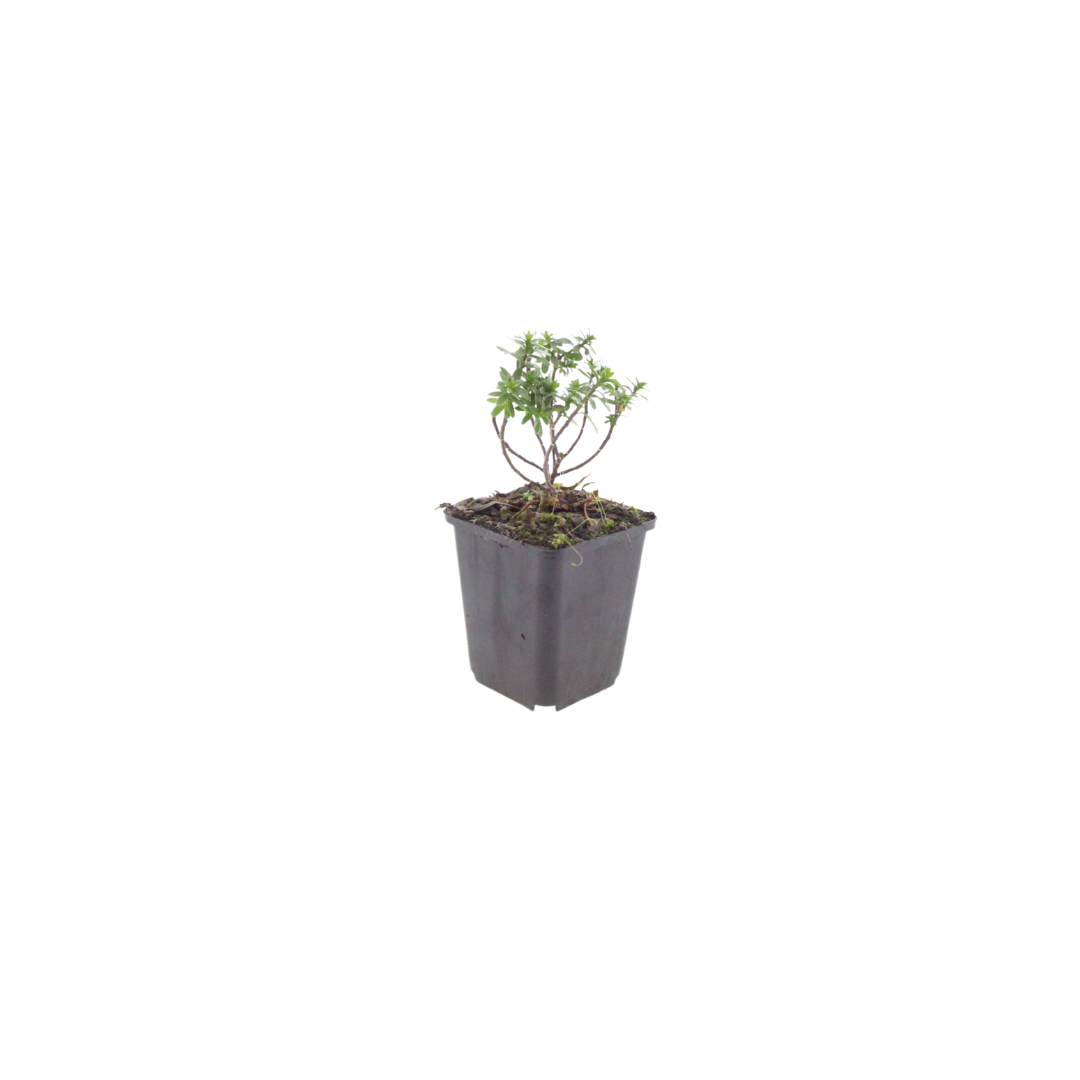 Iberis sempervirens Schneeflocke – Ø9cm – Höhe 10-25cm – Winterharte Bodendecker Staude – Weiße Frühlingsblüte – Immergrün für Beet & Steingarten
