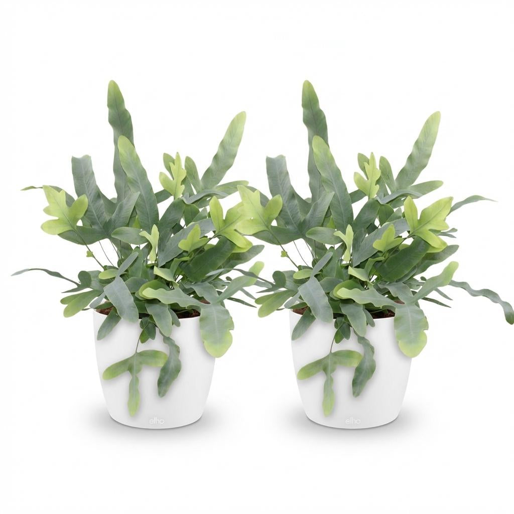 Phlebodium aureum Blue Star Pflanze Mit Weißem Topf Ø12cm Höhe ca.25cm Blauer Farn Haustierfreundlich Pflegeleicht Für Zimmer Büro & Schlafzimmer