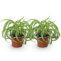 Chlorophytum comosum Bonnie – Ø12cm Höhe 20-25cm – Grünlilie mit grün – weißen gedrehten Blättern – Haustierfreundliche Zimmerpflanze