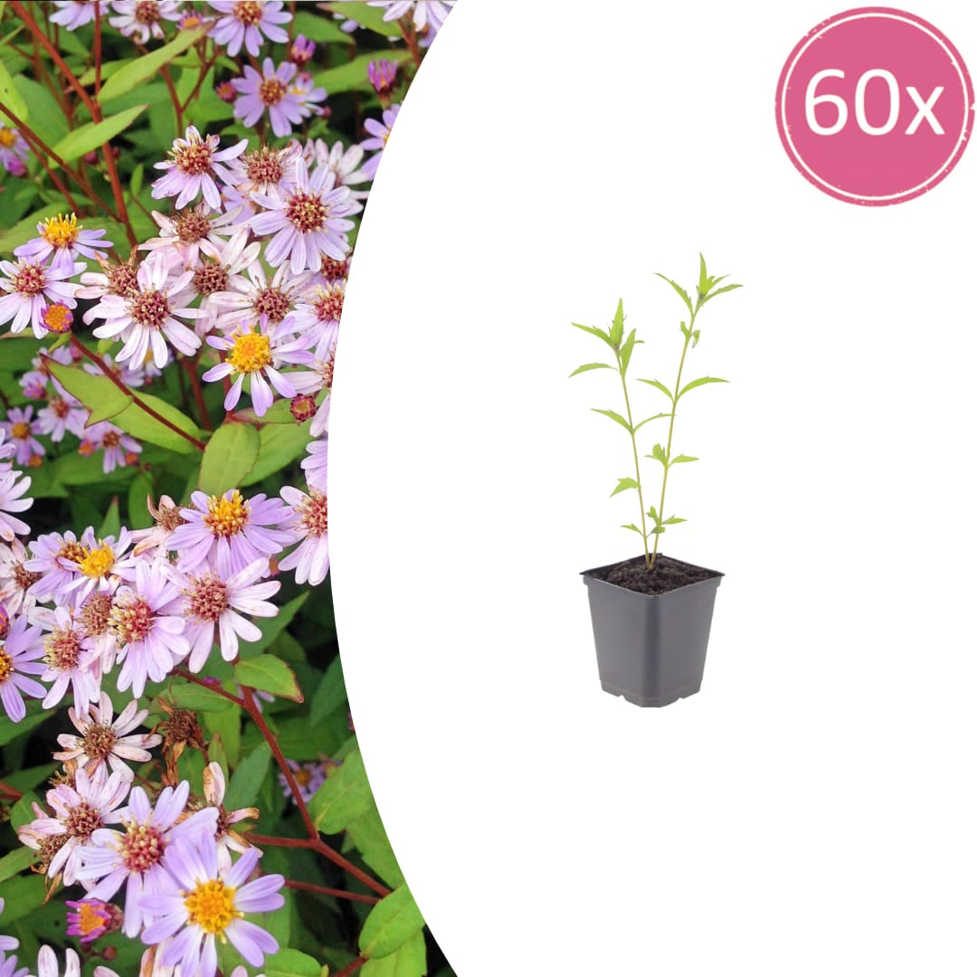 Kalimeris incisa Blue Star – Ø9cm – Höhe 10-25cm – Winterharte Staude – Hellblaue Blüten