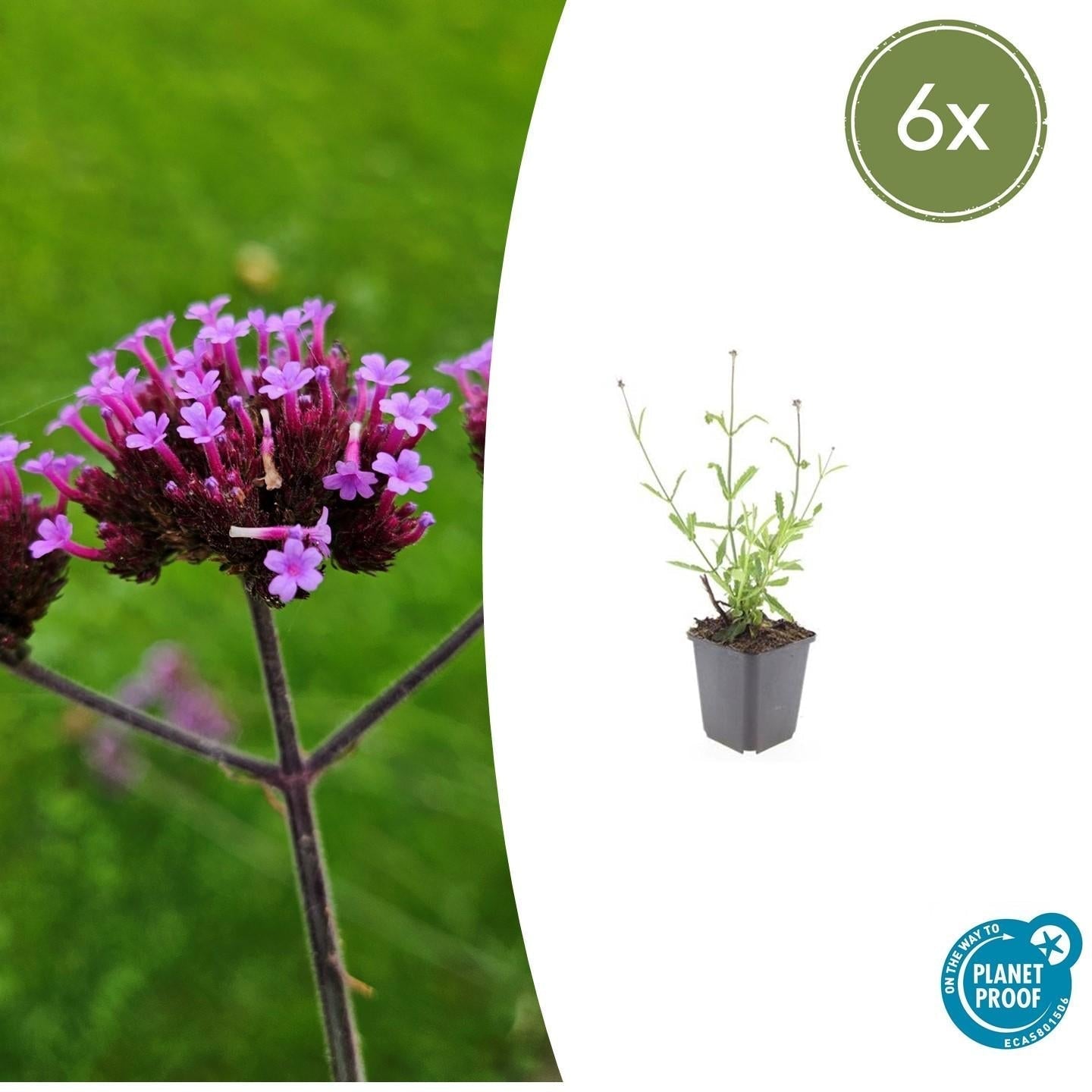Hohes Eisenkraut Verbena bonariensis 'Lollipop' – ↕10-25cm – Ø9cm – Lilafarbene Blüten – Langblühend – Pflegeleicht – Plant