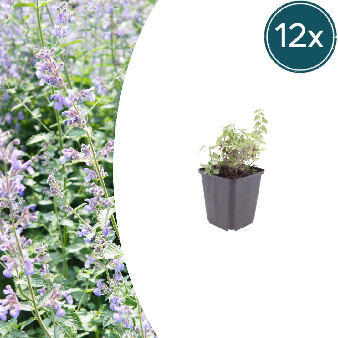 Nepeta faassenii Katzenminze – Ø9cm – Höhe 10-25cm – Lavendelblaue Blüten – Winterharte Staude – Für Beet, Rabatte & Bienenweide