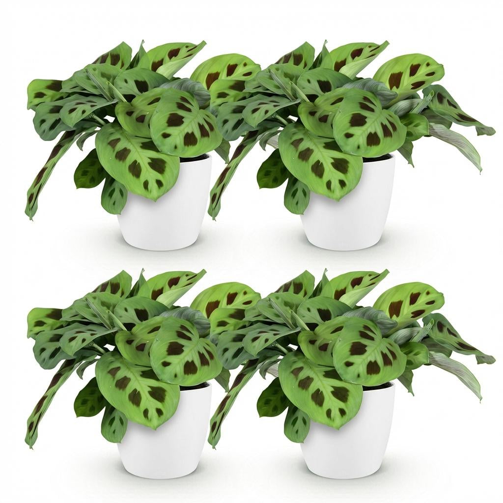 Maranta Fascinator Kerchoveana Zebrapflanze Pflanze mit weißem Topf Ø12cm Höhe 25cm Haustierfreundliche pflegeleichte Grünpflanze für Zimmer & Büro