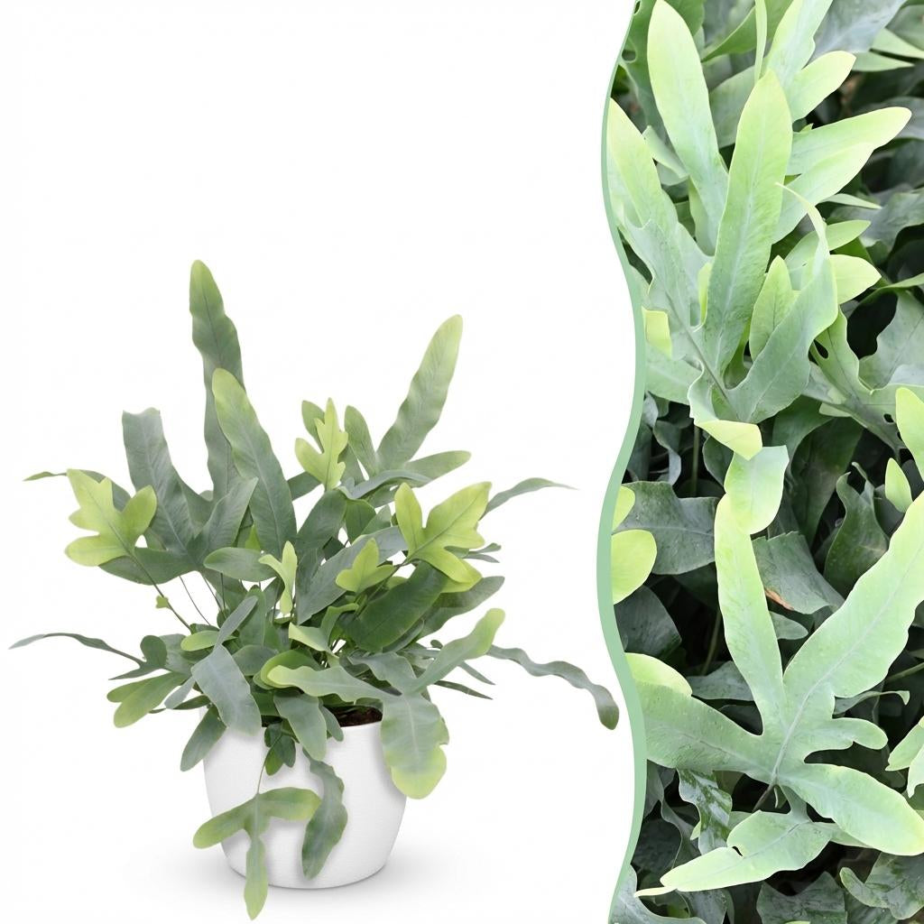Phlebodium aureum Blue Star Pflanze Mit Weißem Topf Ø12cm Höhe ca.25cm Blauer Farn Haustierfreundlich Pflegeleicht Für Zimmer Büro & Schlafzimmer