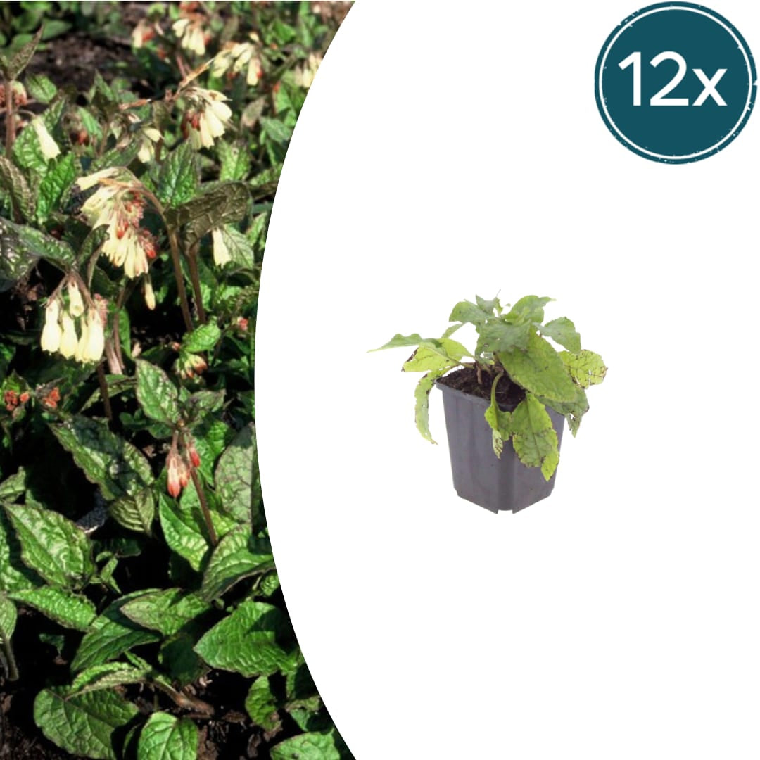 Symphytum grandiflorum – für Schatten & Halbschatten – Cremegelbe Blüten