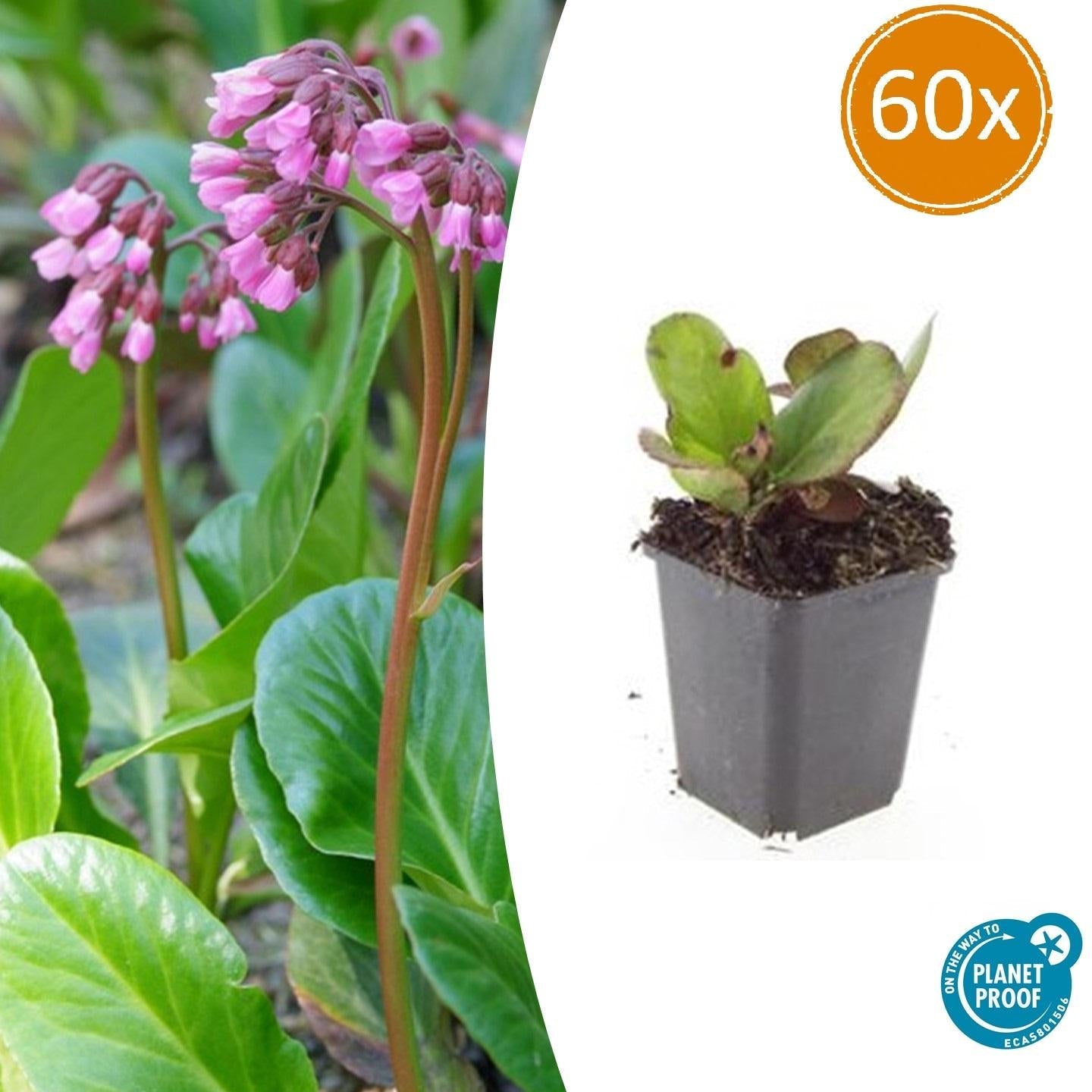 Bergenie – Bergenia cordifolia 'Herbstblüte' – ↕10-25cm – Ø9cm – immergrün & winterhart – Plant