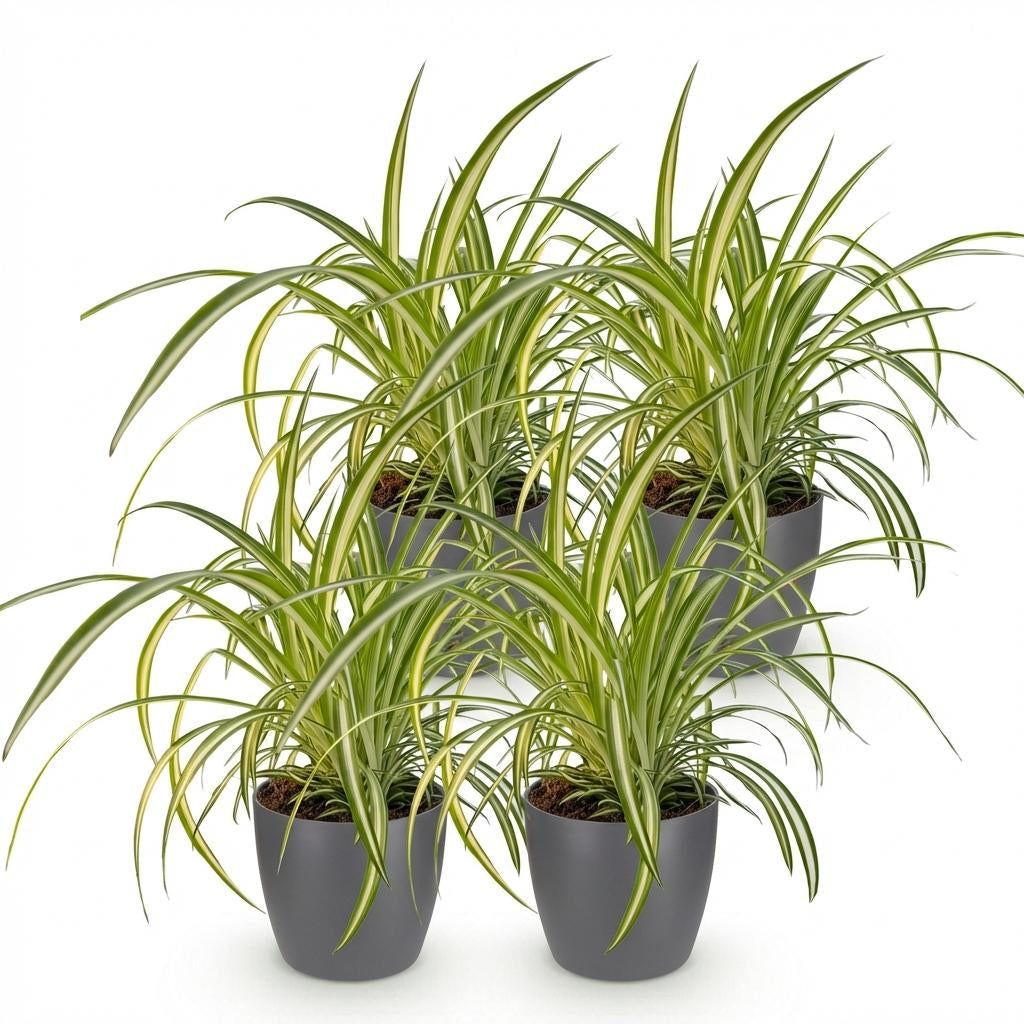 Chlorophytum comosum Variegatum Pflanzen Mit Grauem Topf Ø12cm Höhe ca.20cm Bunte Graslilie Haustierfreundlich Luftreinigend Für Zimmer