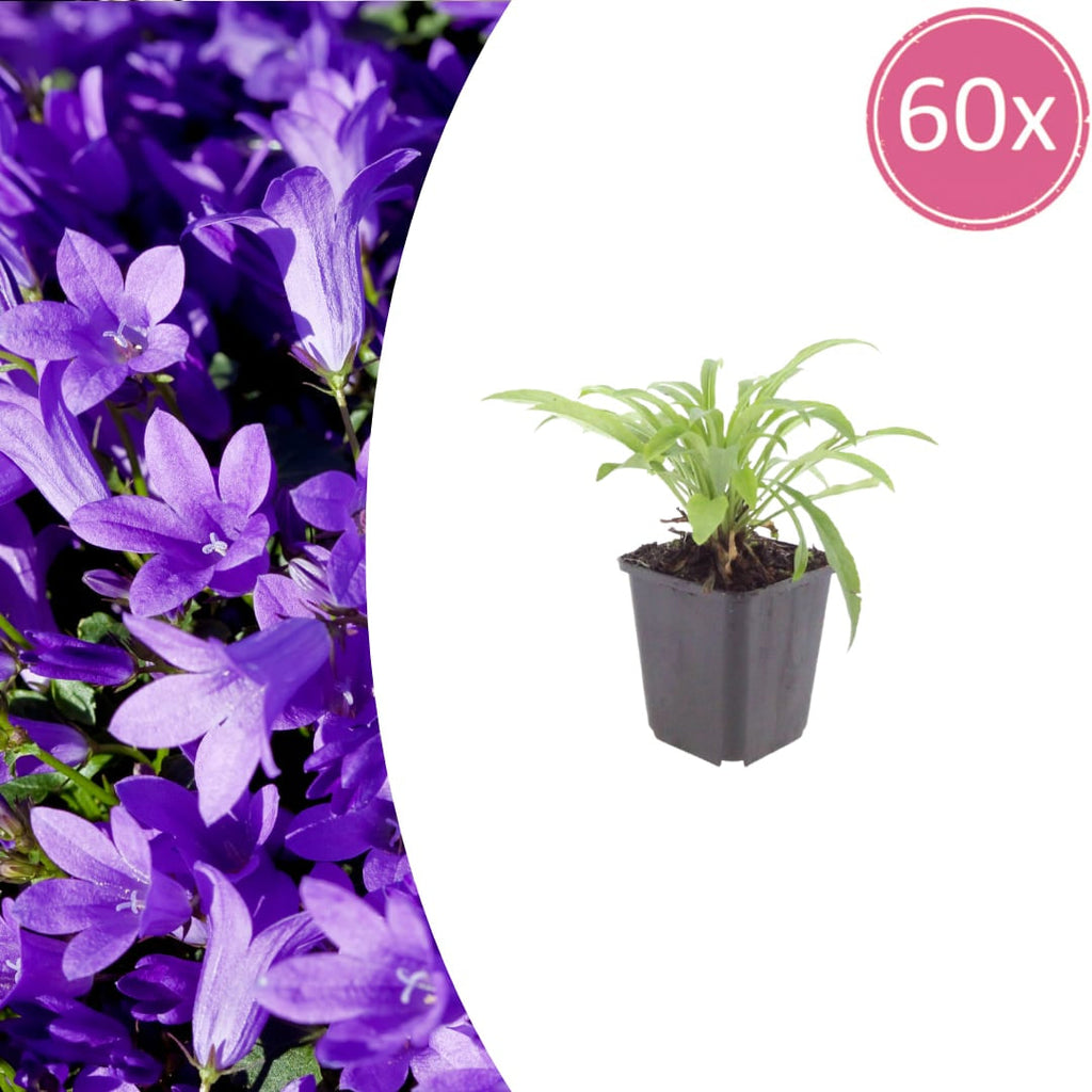 Pfirsichblättrige Glockenblume Campanula persicifolia ‘Coerulea’ – 10-25cm – Ø9cm – Blaue Staude für Sonne & Halbschatten