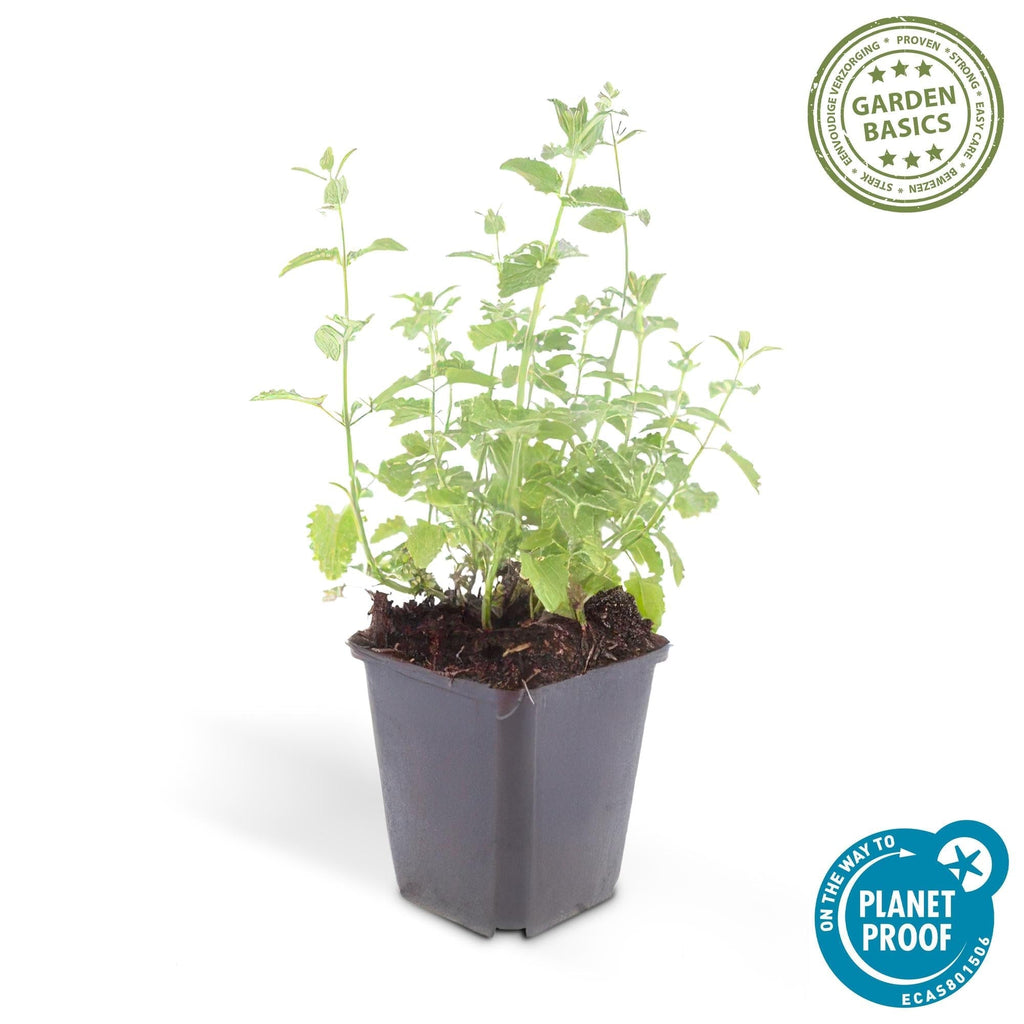 Katzenminze – Nepeta 'Six Hills Giant' – ↕10-25cm – Ø9cm – Lila – blühende Staude – Bienen & Schmetterlinge – Sonnig & Pflegeleicht – Plant