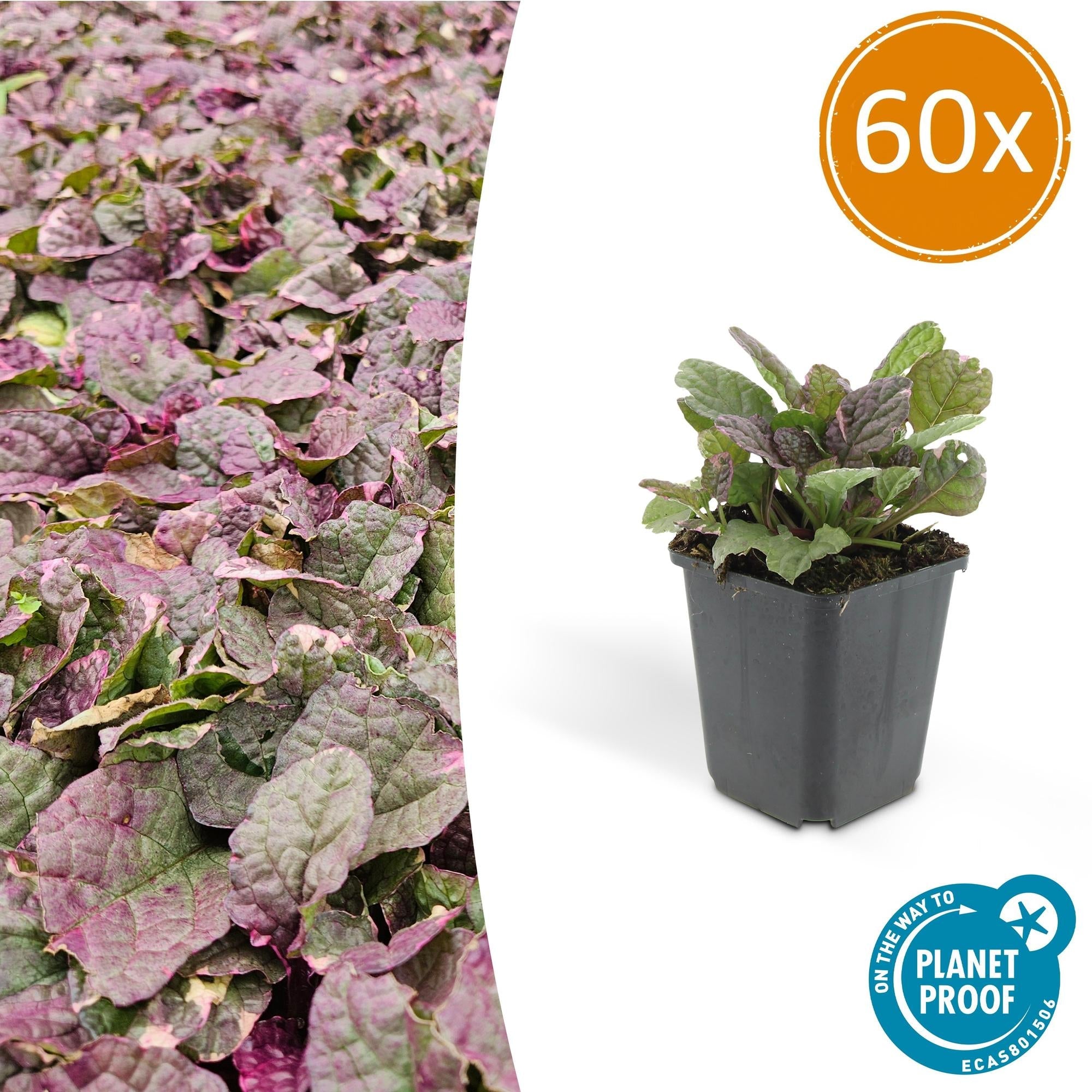 Kriechender Günsel Ajuga reptans 'Burgundy Glow' – ↕10-25cm – Ø9cm – Halbschatten & Schatten – Pflegeleicht – Plant