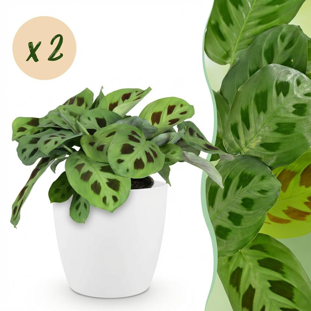 Maranta Fascinator Kerchoveana Zebrapflanze Pflanze mit weißem Topf Ø12cm Höhe 25cm Haustierfreundliche pflegeleichte Grünpflanze für Zimmer & Büro
