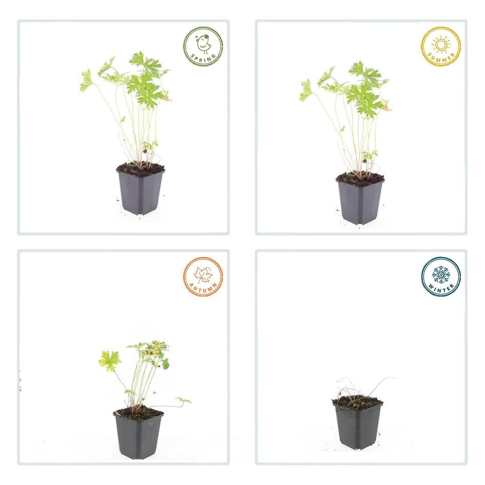 Storchschnabel Geranium 'Johnson's Blue' – ↕10-25cm – Ø9cm – Winterharte Staude & Bodendecker – Leuchtend blaue Blüten – Plant