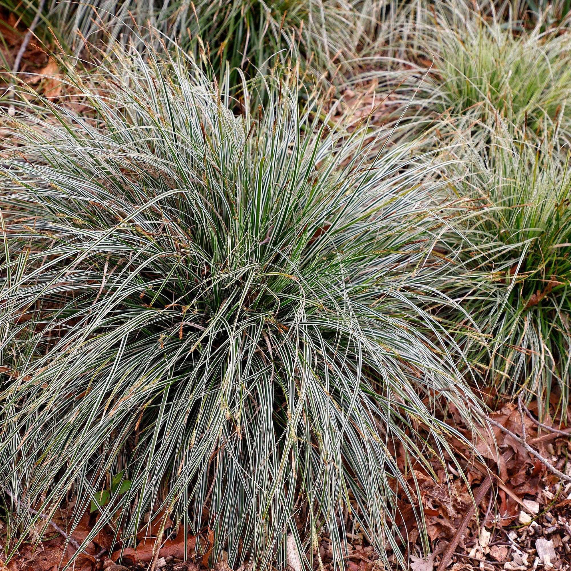 Grünweiße Segge Carex oshimensis Everest – Ø17cm – Immergrün, winterhart & pflegeleicht – Weiß – grüne Blätter – Höhe ca. 50cm – Plant