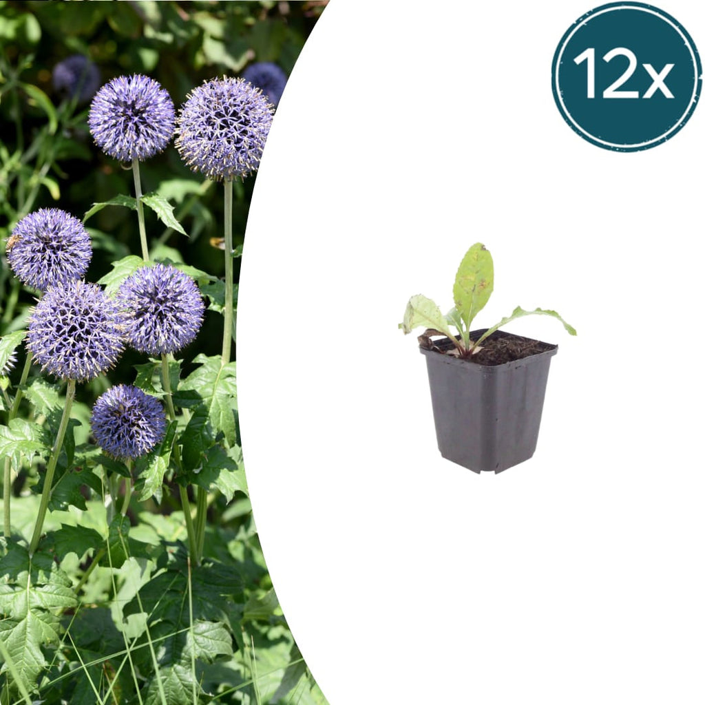 Kugeldistel Echinops ritro – 10-25cm – Ø9cm – Winterharte Staude mit blauen Blütenkugeln