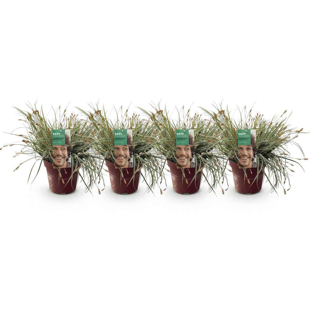 Grünweiße Segge Carex oshimensis Everest – Ø17cm – Immergrün, winterhart & pflegeleicht – Weiß – grüne Blätter – Höhe ca. 50cm – Plant