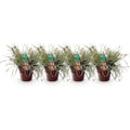 Grünweiße Segge Carex oshimensis Everest – Ø17cm – Immergrün, winterhart & pflegeleicht – Weiß – grüne Blätter – Höhe ca. 50cm – Plant