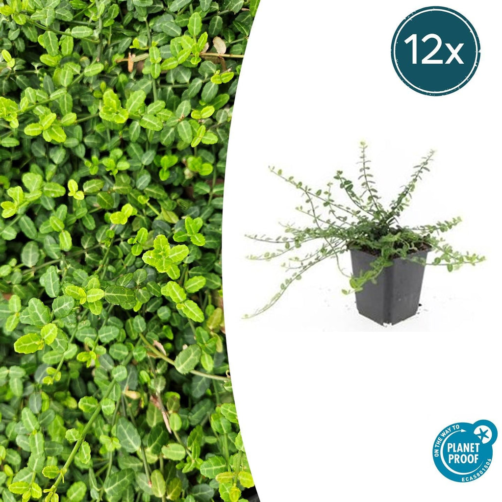 Kleinblättrige Teppichspindel – Euonymus fortunei 'Minimus' – ↕10-25cm – Ø9cm – Winterhart & Pflegeleicht – Herbstfärbung – Plant