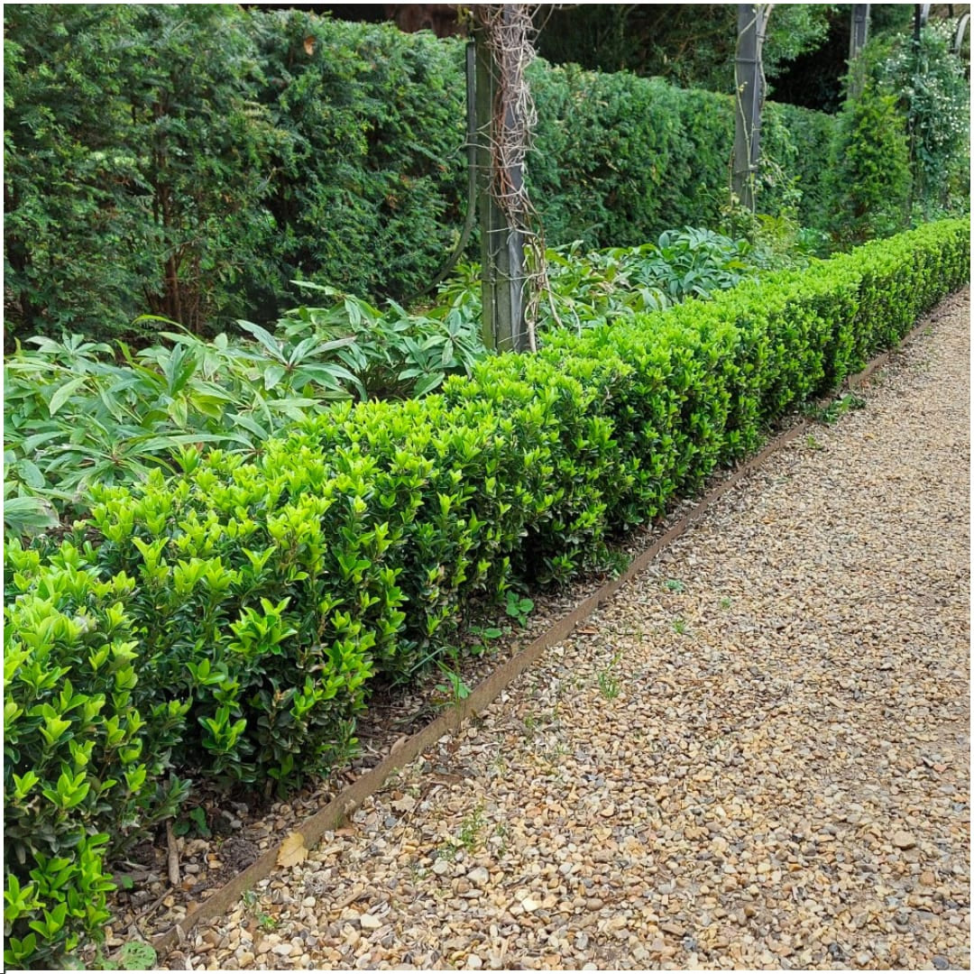 Japanischer Spindelstrauch Euonymus 'Green Spire' – Ø7cm – ↕15cm – Aufrechter, winterharter Zierstrauch für Garten, Terrasse & Hecke – Plant