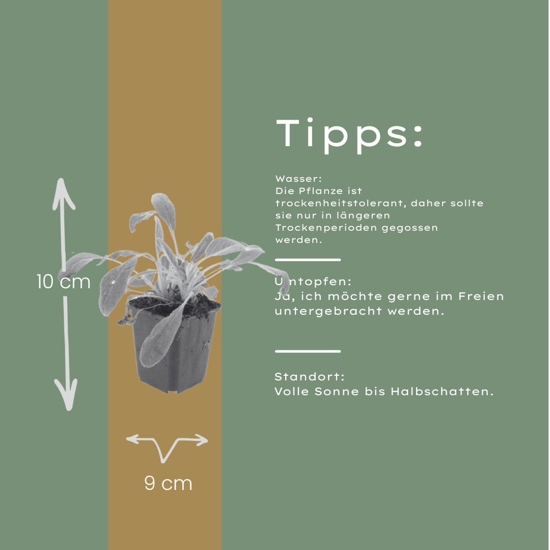 Stachys byzantina – Ø9cm – Höhe 10-25cm – Winterharte Staude – Silberlaub Bodendecker – Trockenheitsresistent für Beet & Steingarten