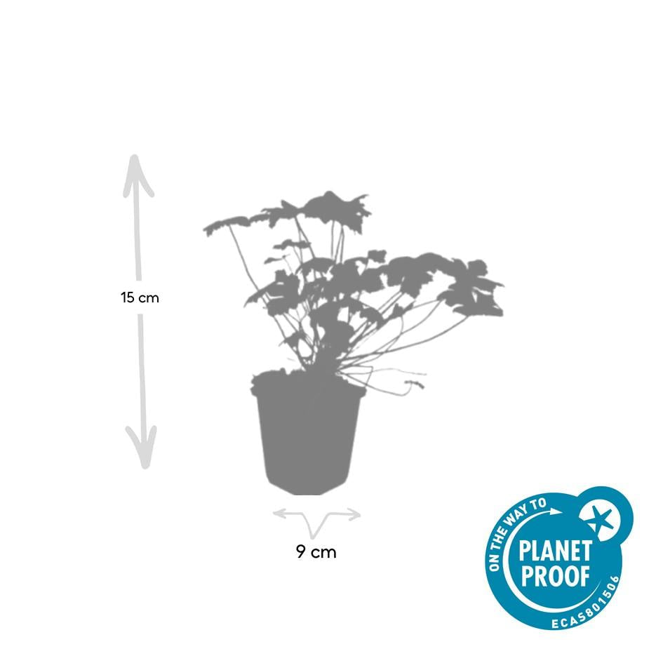 Blut – Storchschnabel Geranium 'Tiny Monster' – ↕10-25cm – Ø9cm – Kompakte, sommerblühende Staude für Beet, Kübel & Bodendecker – Plant