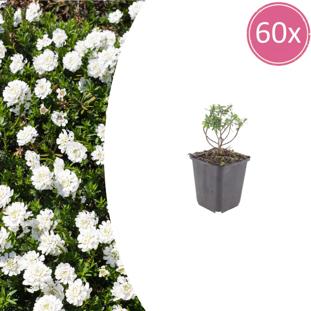 Iberis sempervirens Schneeflocke – Ø9cm – Höhe 10-25cm – Winterharte Bodendecker Staude – Weiße Frühlingsblüte – Immergrün für Beet & Steingarten
