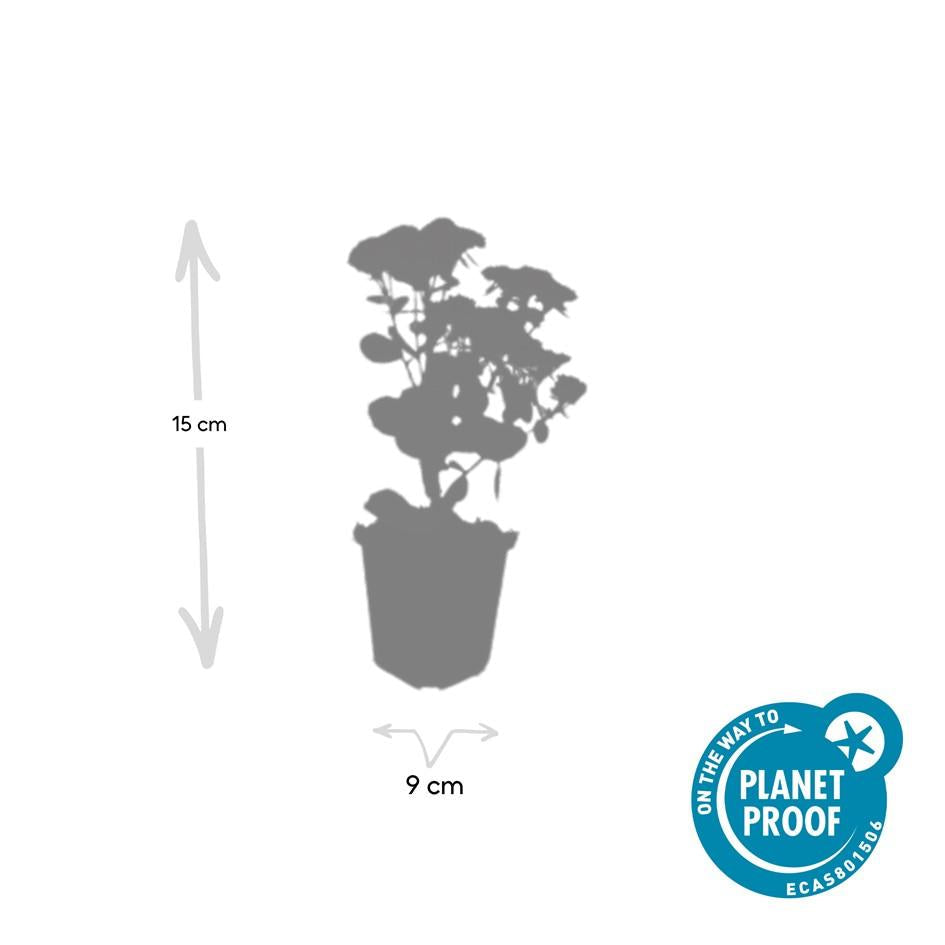 Hohes-Fettblatt Sedum 'Herbstfreude' – ↕10-25cm – Ø9cm – Winterhart – Trockenheitstolerant – Bienenfreundlich – Spätsommerblüte – Plant