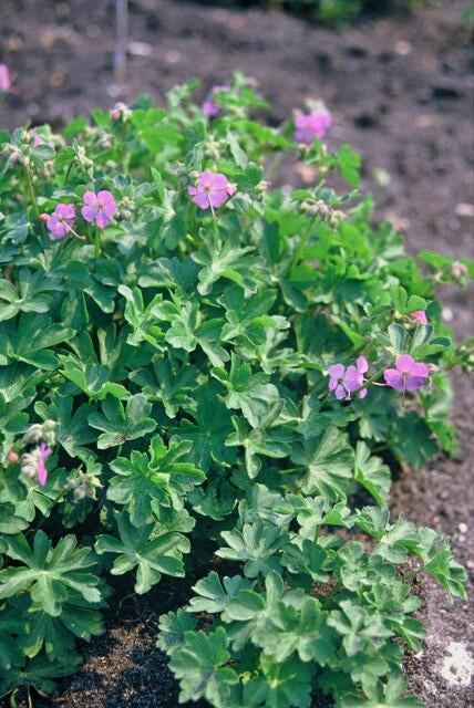 Storchschnabel Geranium cantabrigiense 'Cambridge' – ↕10-25cm – Ø9cm – Pflegeleicht – Plant