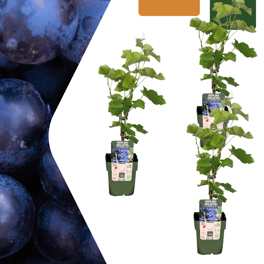 Bio Weintraube Vitis vinifera – Biologische Weinpflanzen – Ø13cm – ↕20cm – Frostbeständig & Vieltragend – Für Garten, Terrasse & Balkon – Plant