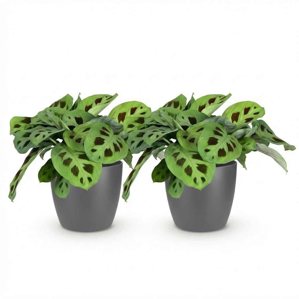Maranta Fascinator Kerchoveana Zebrapflanze – Zimmerpflanze im grauen Topf Ø12cm Höhe25cm – Haustierfreundliche Grünpflanze – Pflegeleicht