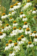 Scheinsonnenhut – Echinacea purpurea 'White Swan' – ↑10-25cm – Ø9cm – Weiße Blüten, Bienen – Plant